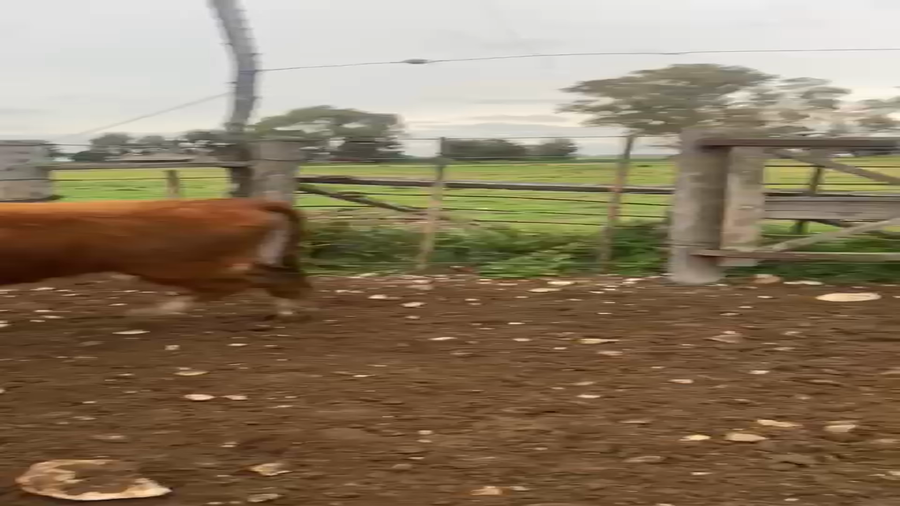 Lote 80 Terneras en Coronel Suarez, Buenos Aires