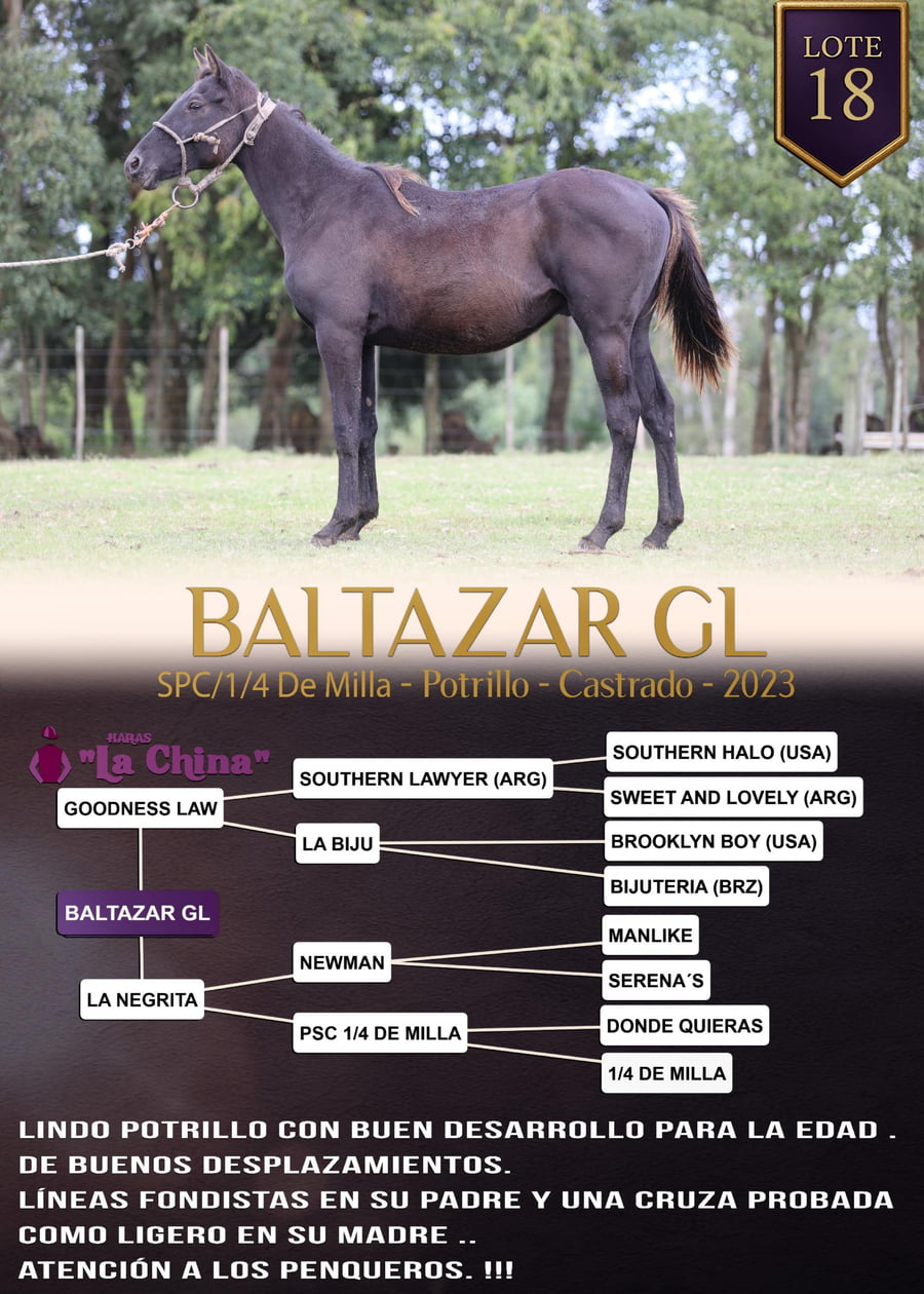 Lote BALTAZAR GL