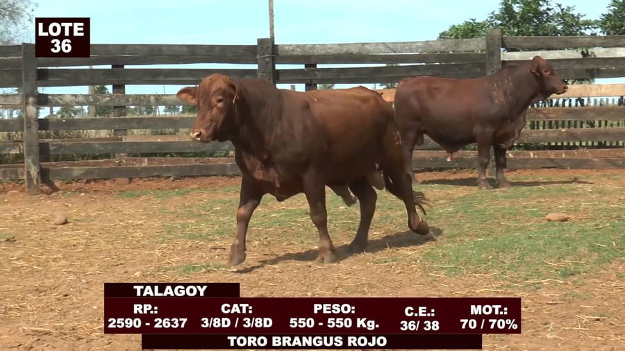 Lote Cabañas de Tradición - Lote 36