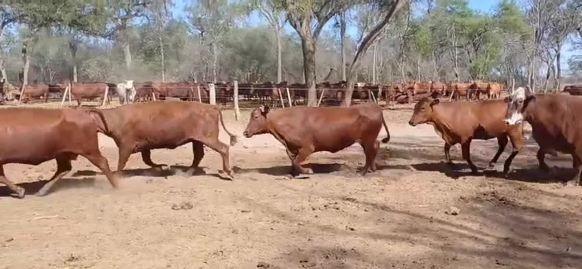 Lote 21 Vaquillonas y vacas invernada