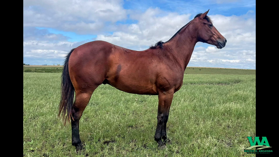 Lote DTV FENIX BLUE SPARK