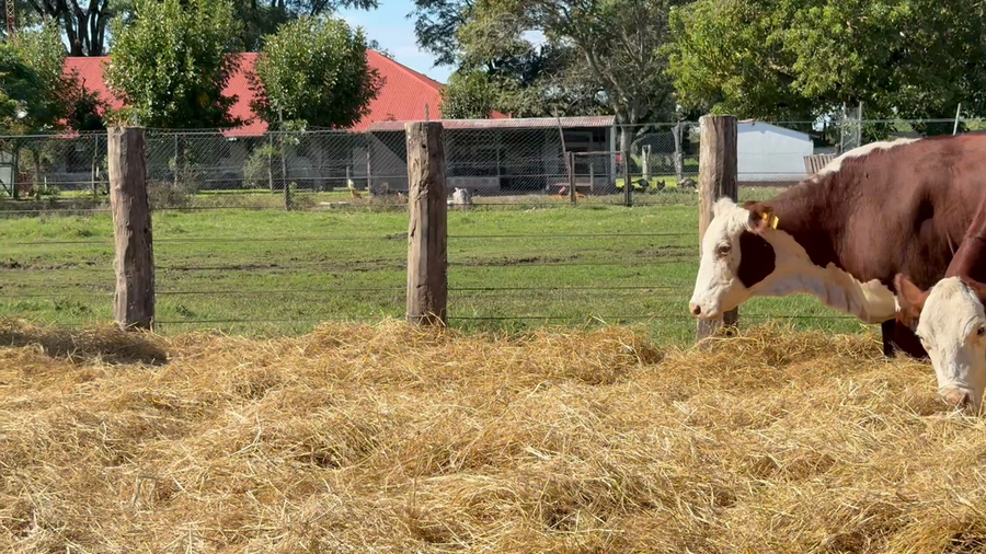 Lote 36 Vacas nuevas Preñadas en Corrientes, Curuzú-Cuatiá