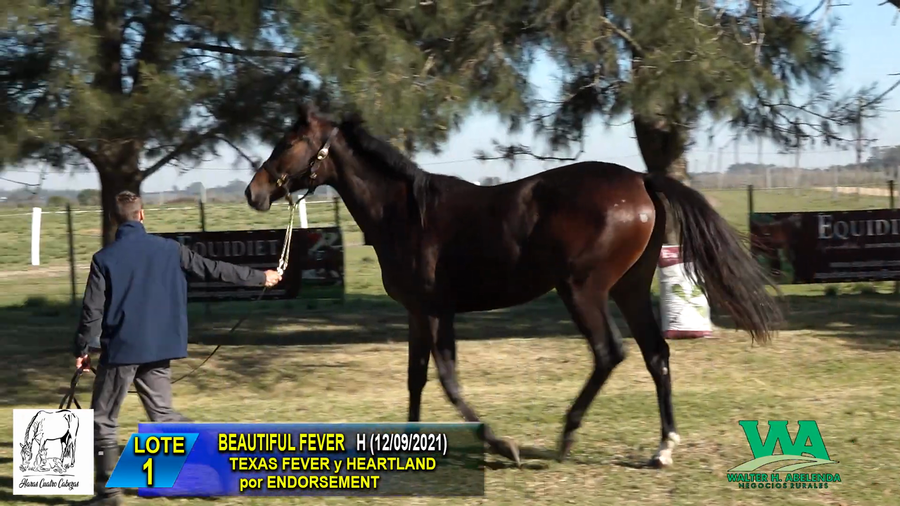 Lote BEAUTIFUL FEVER