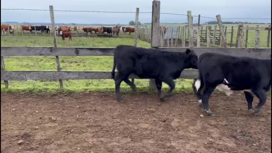 Lote TERNEROS Y TERNERAS