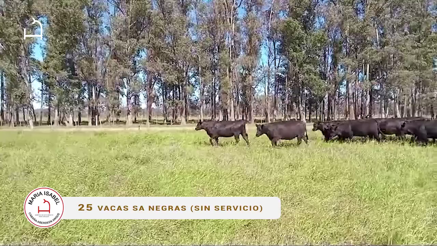 Lote 25 Vacas SA negras Sin Servicio