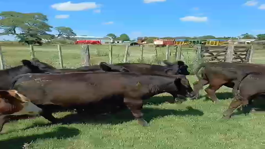 Lote 90 Novillitos