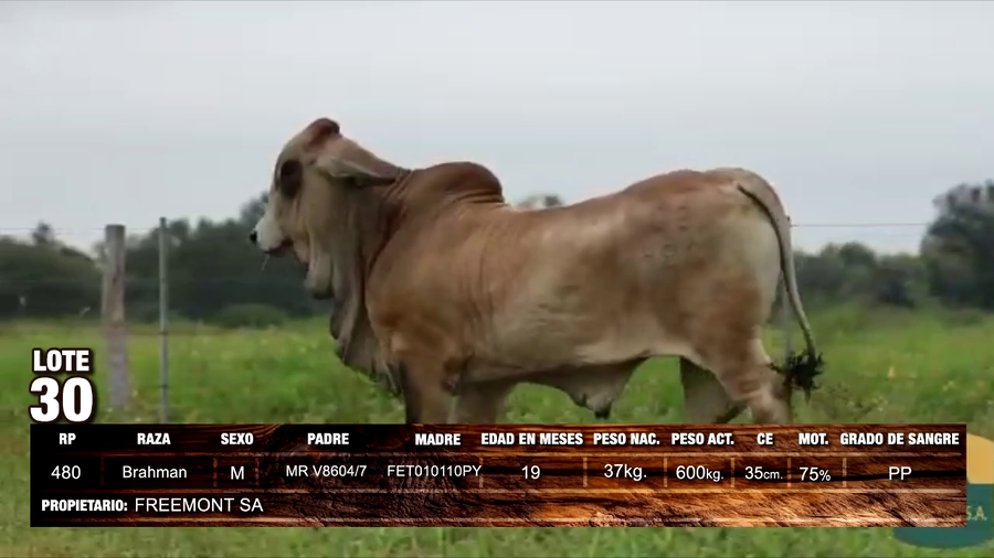 Lote Brahman