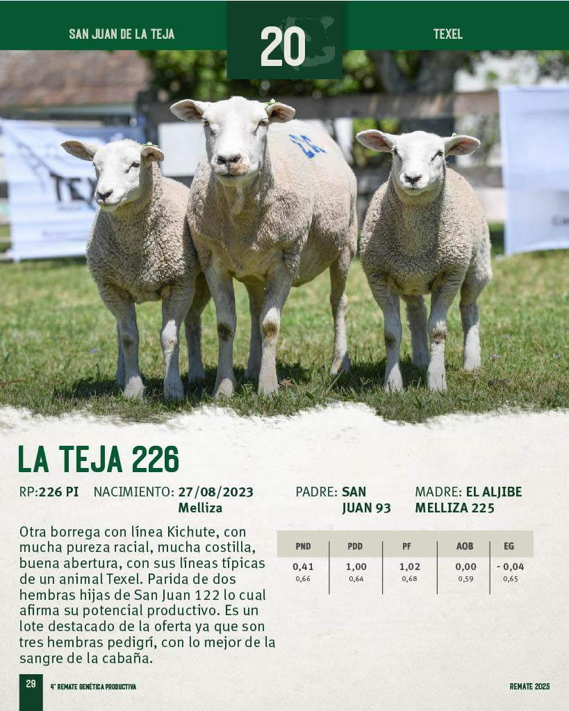 Lote Borregas a remate en 4º Genetica Productiva, San José