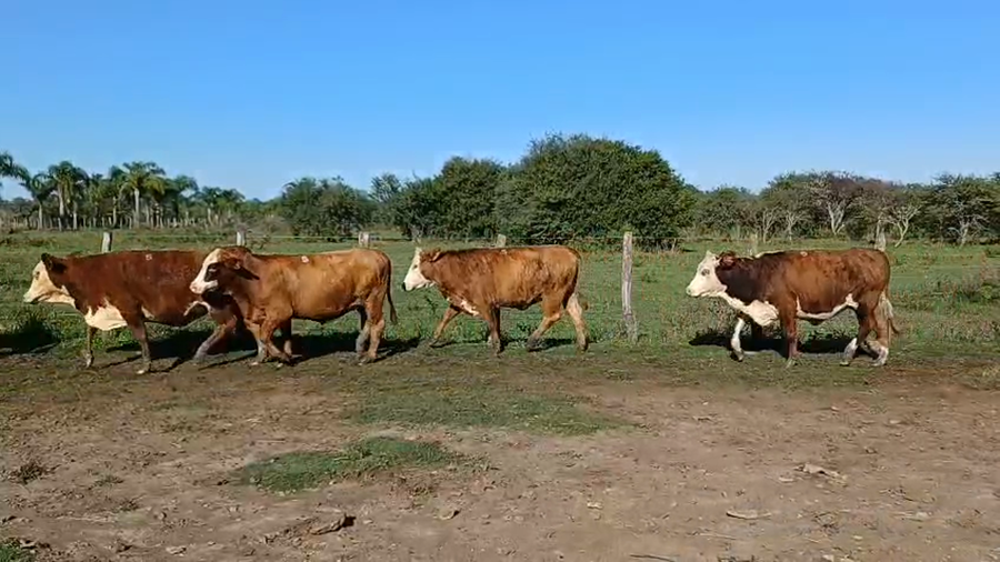 Lote 22 Vaquillonas preñadas en Corrientes, Curuzú-Cuatiá