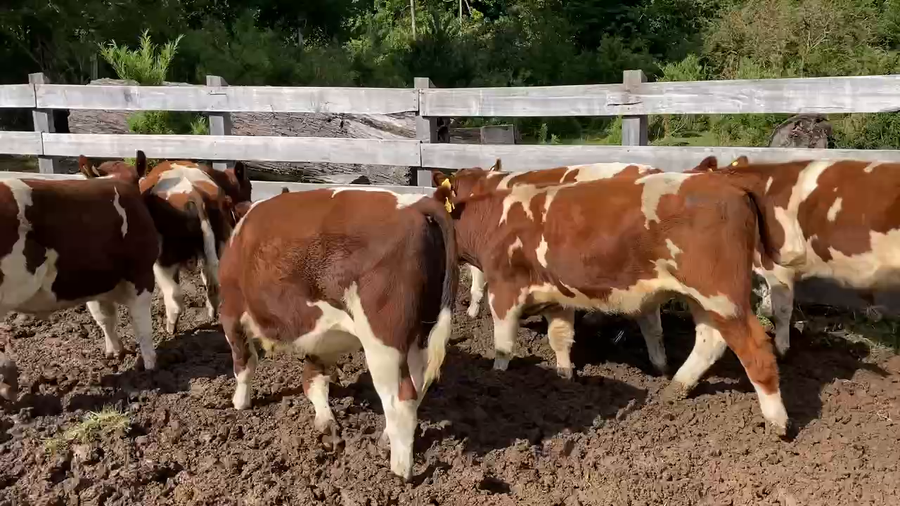 Lote 6 Ternero en Cisnes, XI Región Aysén