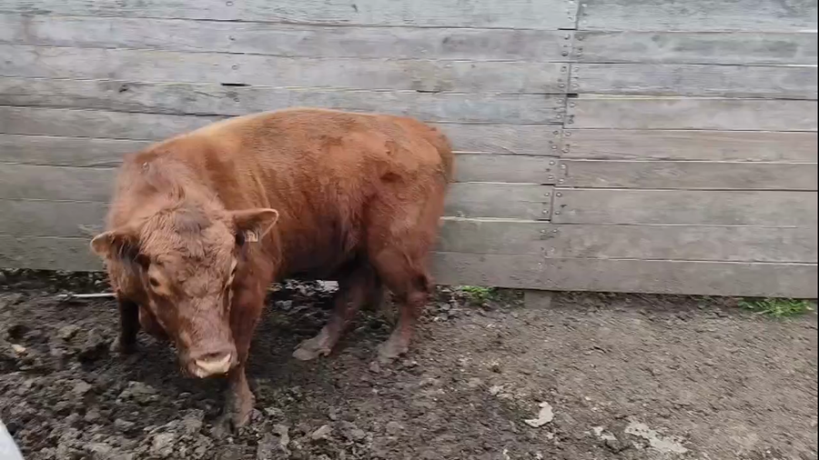 Lote Toros a remate en Pantalla Camy 500kg - , San José