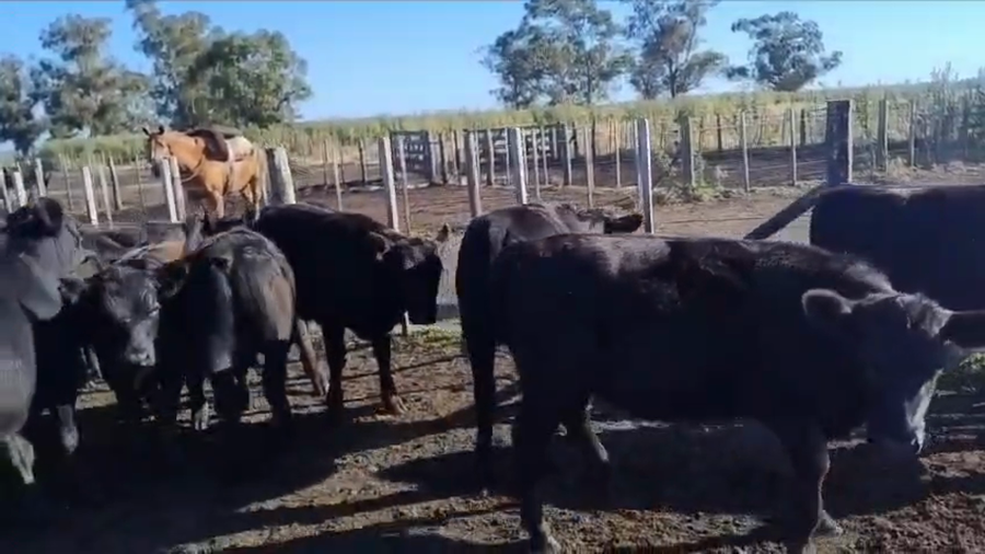 Lote 64 Terneros/as en Loberia