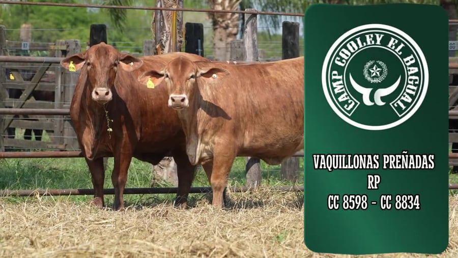 Lote Vaquillona preñada