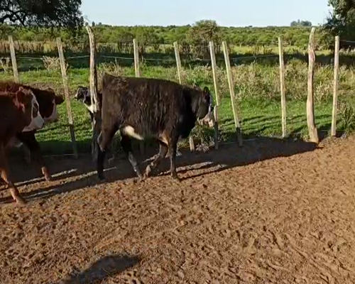 Lote 70 Terneros/as en Entre Ríos, San Salvador