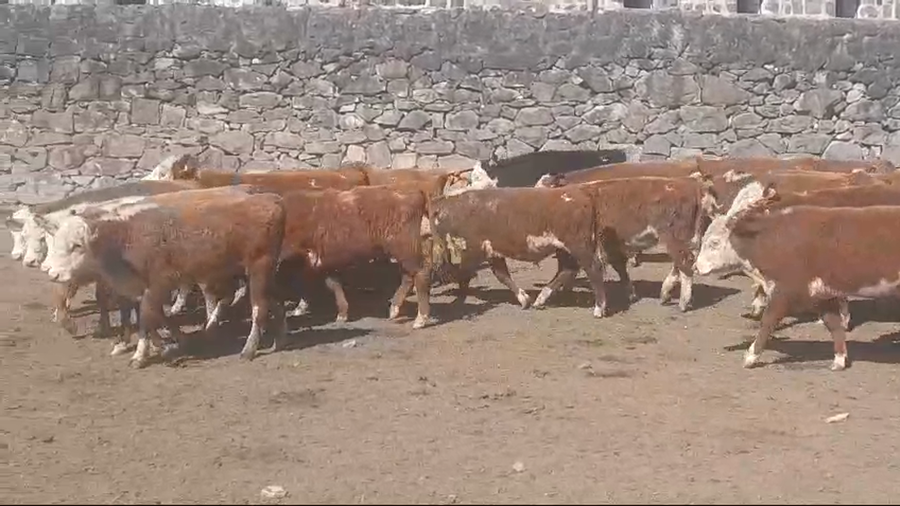 Lote (Vendido)36 Terneros HEREFORD a remate en #49 Pantalla Carmelo 195kg -  en LA HORQUETA