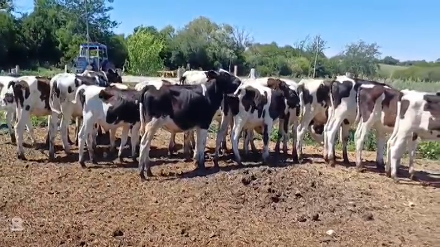 Lote TERNEROS HOLANDO