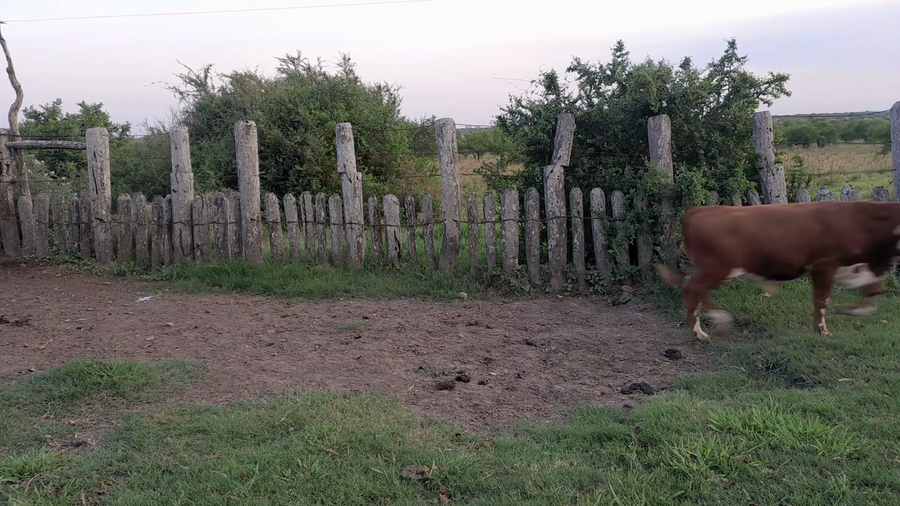 Lote 45 Terneros en Corrientes, Curuzú-Cuatiá