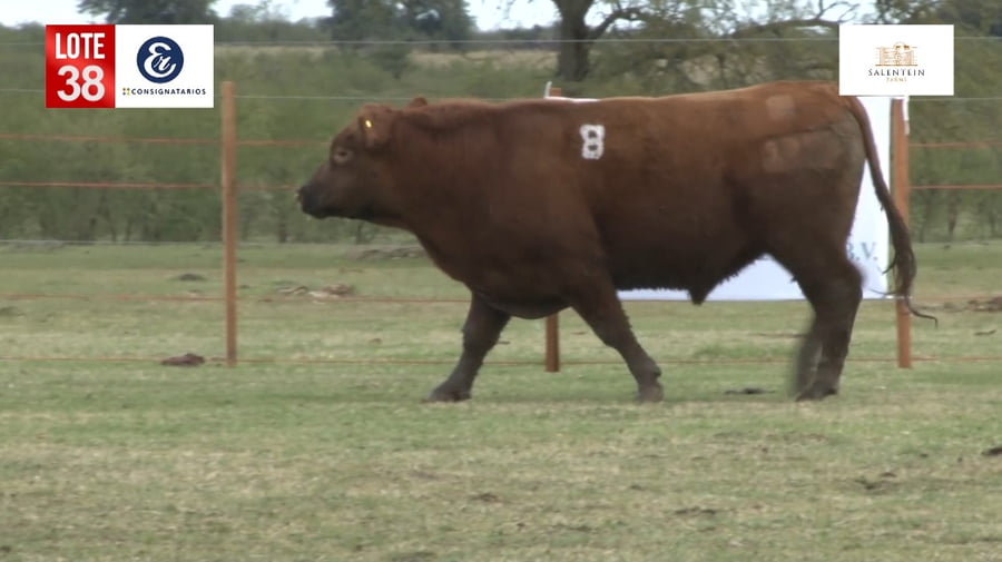 Lote Toros Angus Colorados Puros Controlados