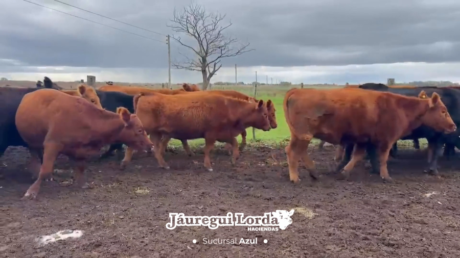 Lote 26 Vaquillonas C/ gtia de preñez