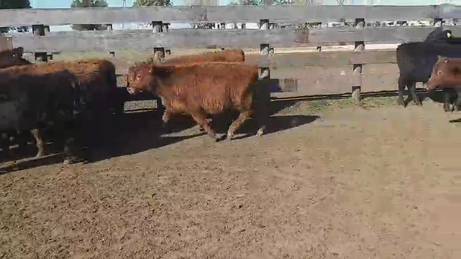 Lote 140 Terneros en Villaguay, Entre Ríos