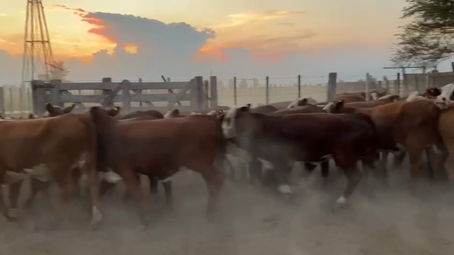 Lote 106 Vaquillonas P/ entorar en Santo Tomé, Santa Fe