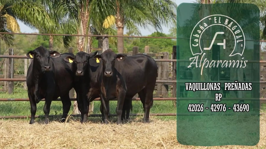 Lote Vaquillona preñada