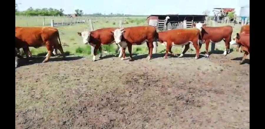 Lote 67 Terneros/as en Villaguay, Entre Ríos