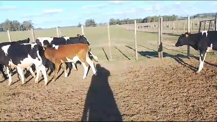 Lote terneros hol 12