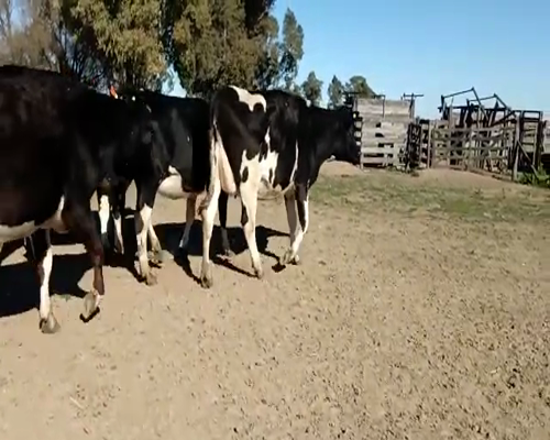 Lote VAQUILLONAS PREÑADAS