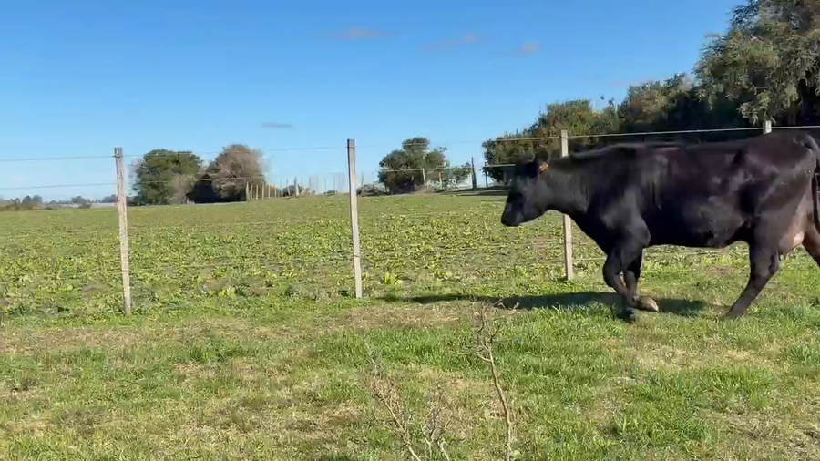 Lote 2 Vaquillonas  a remate en Pantalla Camy 420kg - , San José
