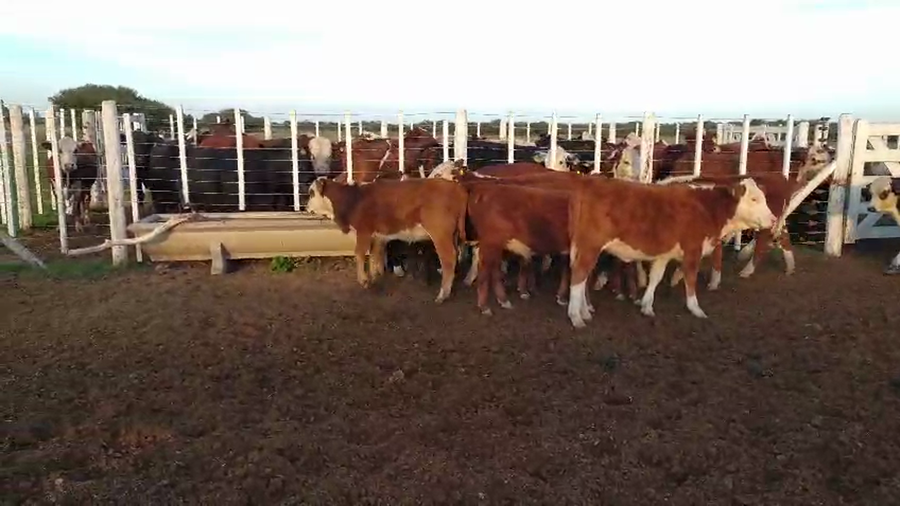 Lote 18 Terneros/as