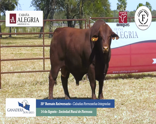 Lote ALEGRIA 2731 H