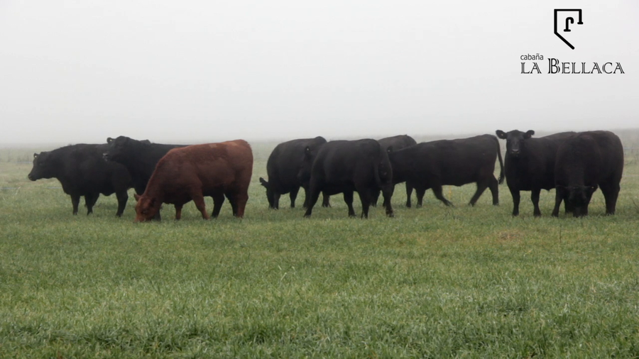 Lote VAQUILLONAS ANGUS MAS - LA BELLACA