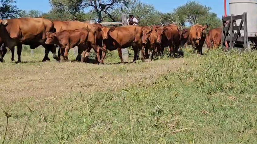 Lote 50 Vaquillonas C/ cria en Corrientes, Sauce