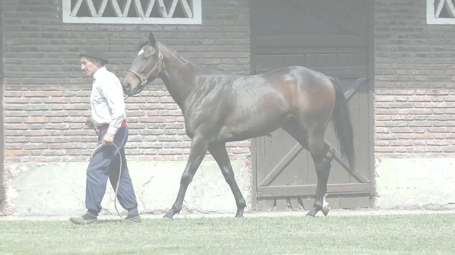 Lote ANAGRAMA (HAT NINJA - ANAHEIM)