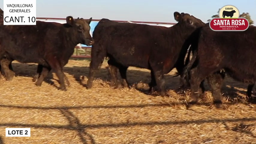 Lote VAQUILLONAS PREÑADAS SANTA ROSA