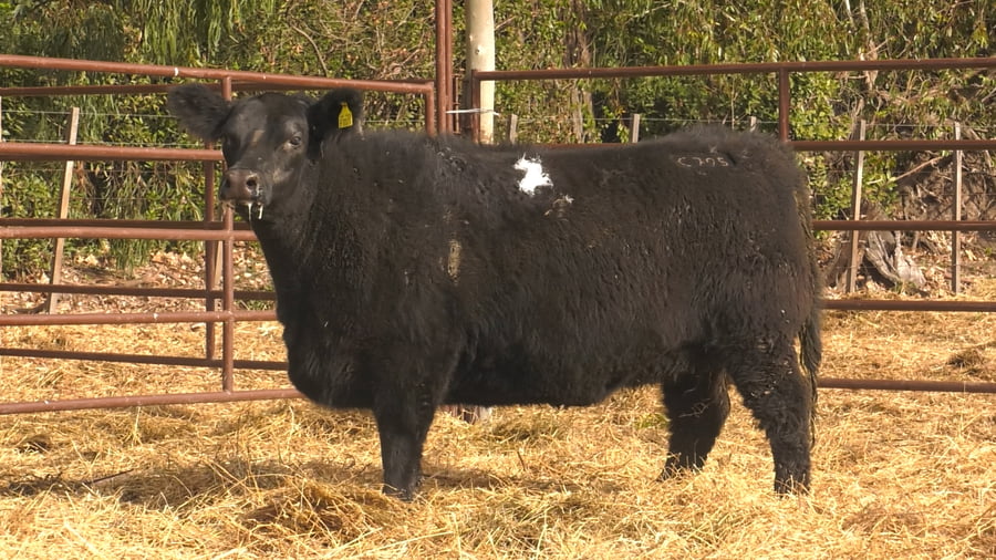Lote VAQUILLONAS PURAS DE PEDIGREE (c/garantía de preñez o parida)