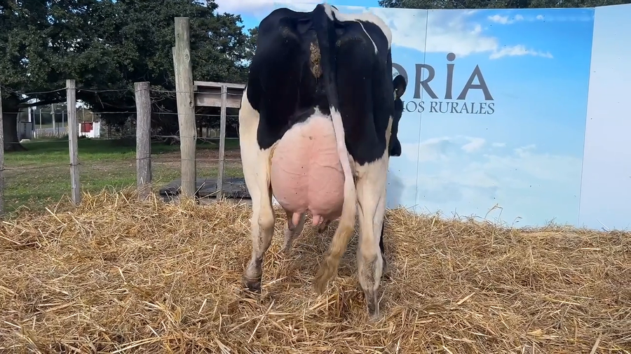 Lote VACAS PARIDAS CABAÑA MALKE-KO