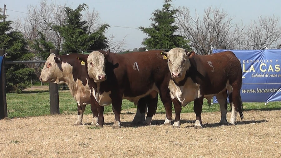 Lote TOROS POLLED HEREFORD PR