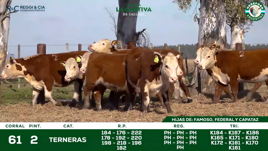 Lote TERNERAS HEREFORD   SEÑAL 25  Cabaña La Cautiva