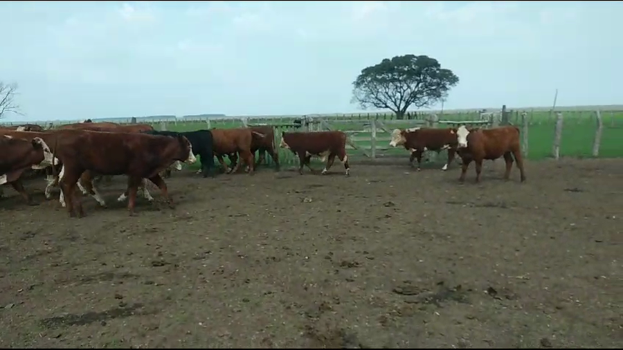 Lote 45 Novillos en Corrientes, Mte. Caseros