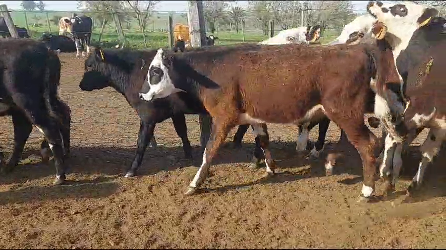 Lote 17 Terneros a remate en Aniversario 115 Años - Camy en Chamizo