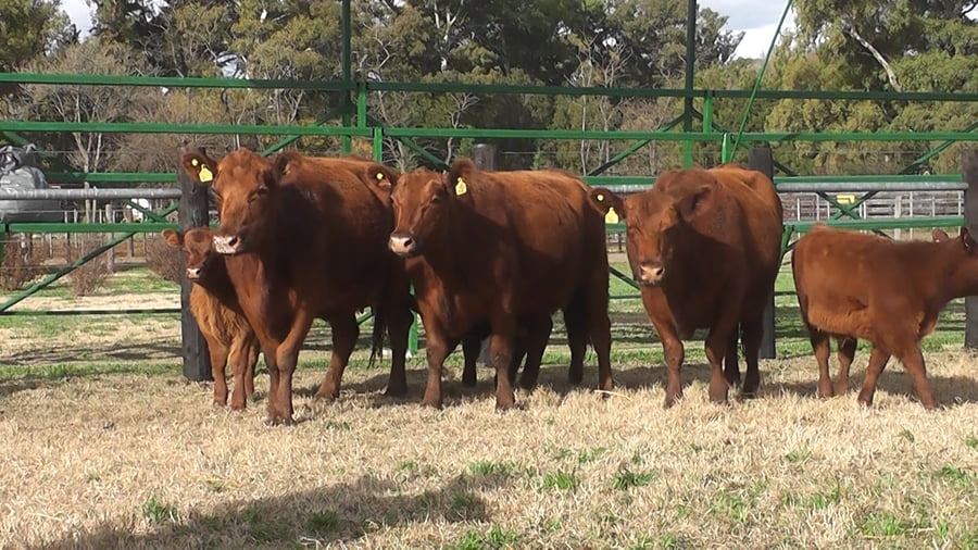 Lote VACAS ANGUS C/CRIA Y SERVICIO COLORADAS