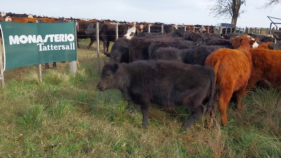Lote 60 Terneros/as EN ARBOLEDAS