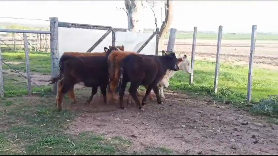 Lote TERNERAS