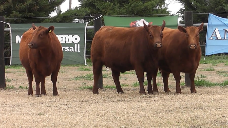 Lote VAQ.  ANGUS PC COLORADAS PREÑADAS PARICION PRIMAVERA