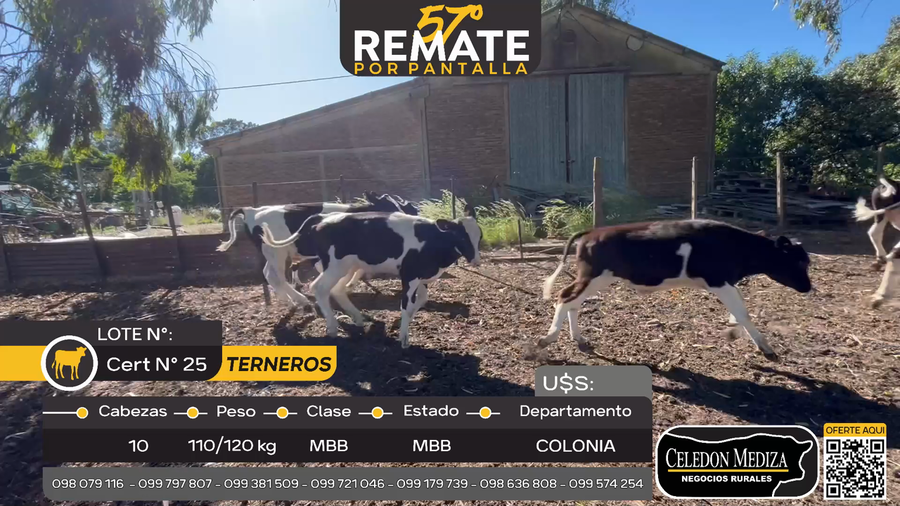 Lote 10 Terneros en Estanzuela, Colonia