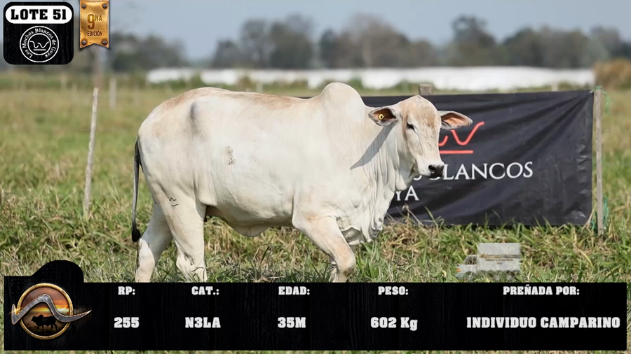 Lote LOTE 51