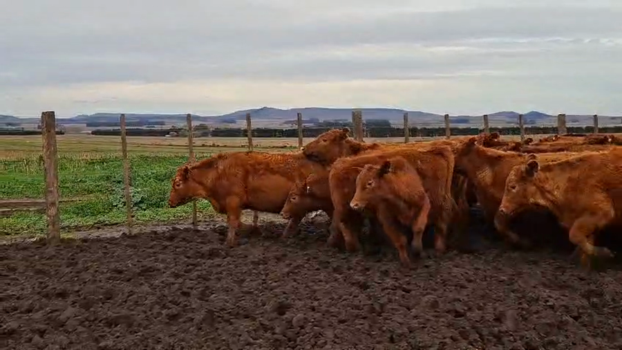 Lote 110 Novillitos en Buenos Aires, Tandil