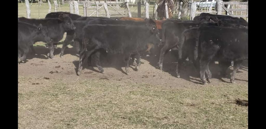 Lote 65 Terneros/as en Villaguay, Entre Ríos